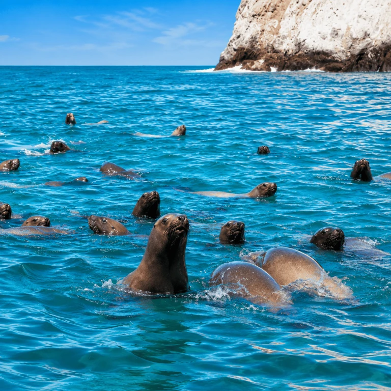 Private Palomino Islands Tour Swim with Sea Lions